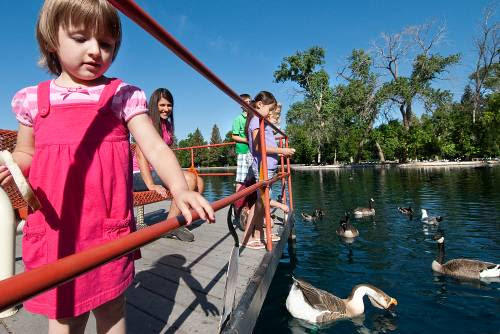 A young girl in a pink dress feeds geese in a local pond in Great Falls, MT