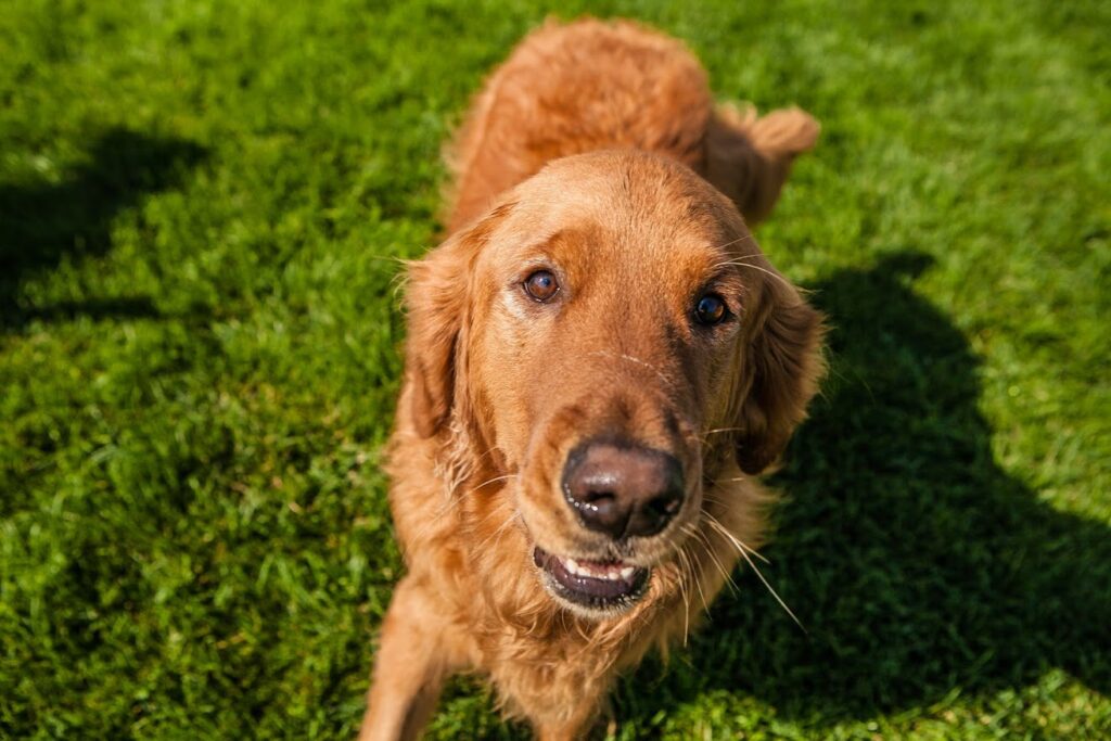 A brown dog smiles up at the camera for a photo